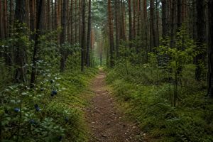 Історія зі щасливим кінцем: знайшлася 59-річна мешканка Пулинської громади, яка 9 днів не могла вибратися з лісу